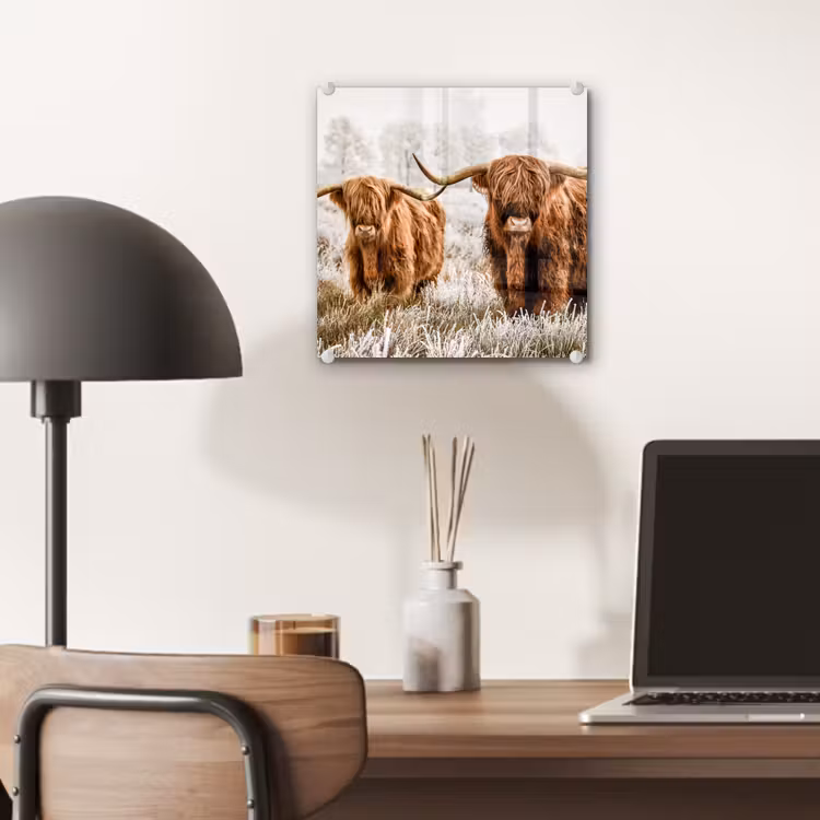 Schotse hooglander - Koe - Natuur - Winter plexiglas 5mm klein -sfeer6