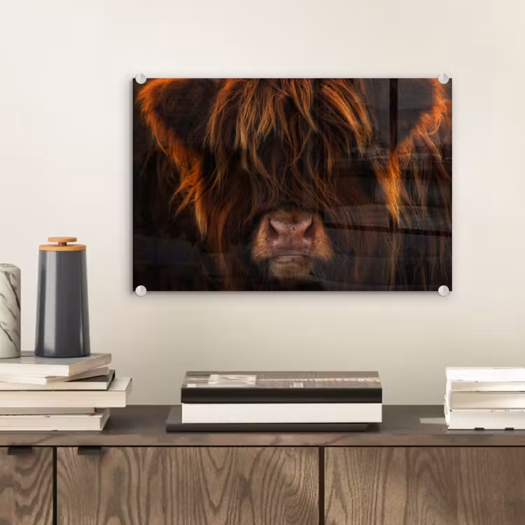 Schotse Hooglander - Koe - Portret - Dieren plexiglas 5mm klein -sfeer1