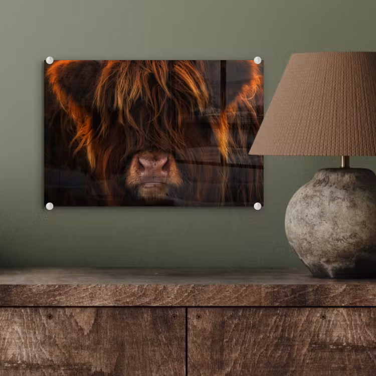 Schotse Hooglander - Koe - Portret - Dieren plexiglas 5mm klein -sfeer3