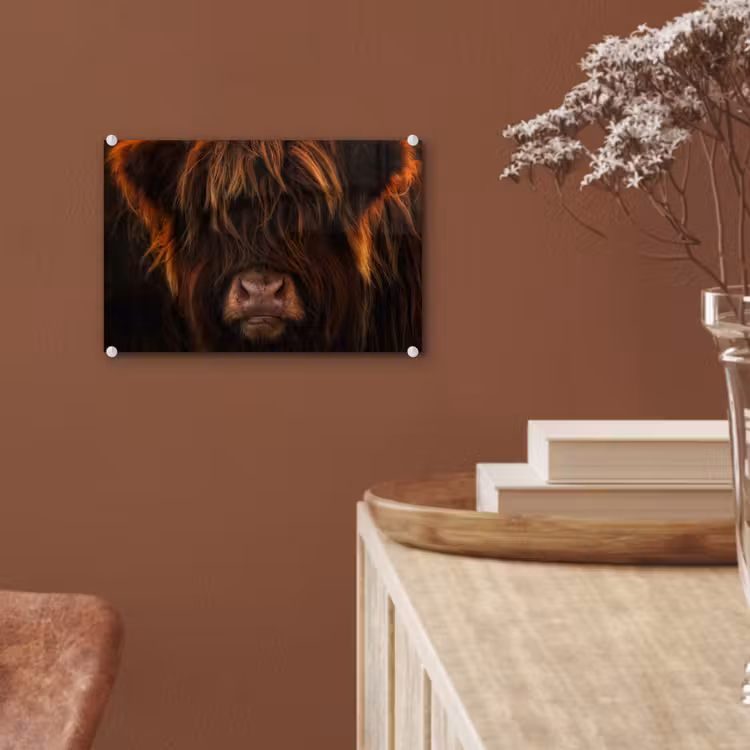 Schotse Hooglander - Koe - Portret - Dieren plexiglas 5mm klein -sfeer5