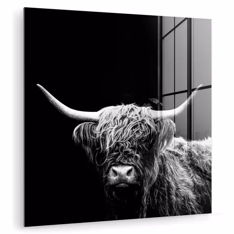 Schotse Hooglander - Koe - Zwart - Wit - Dieren plexiglas 5mm klein -zzzproduct_nieuw
