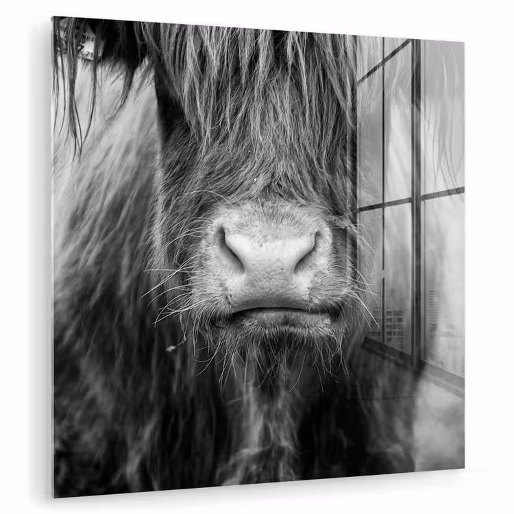 Schotse hooglander - Koe - Zwart - Wit - Dieren plexiglas 5mm klein -zzzproduct_nieuw