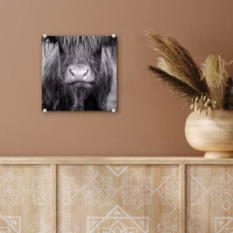 Schotse hooglander - Koe - Zwart - Wit - Dieren plexiglas 5mm klein -sfeer5