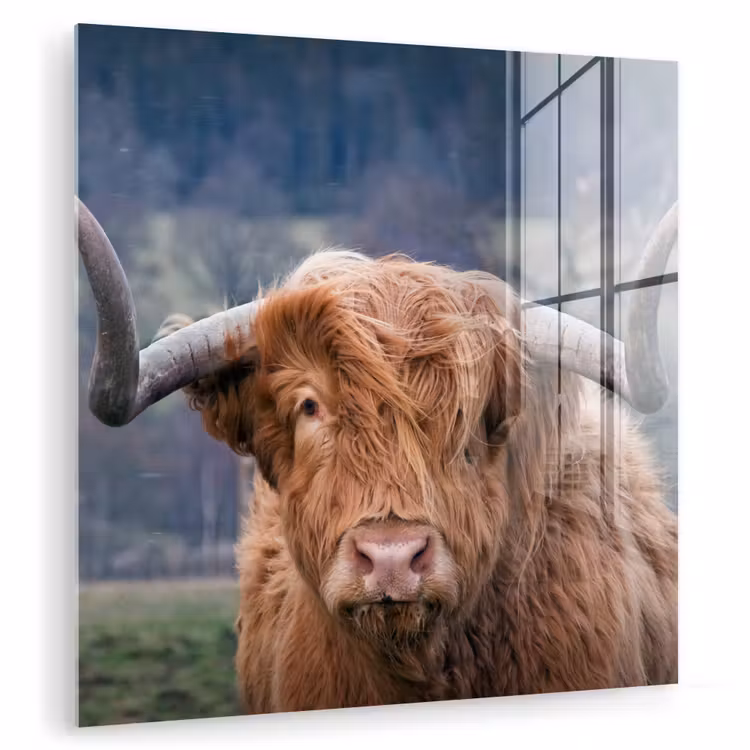 Schotse Hooglander - Koeienkop - Landschap - Natuur - Koe plexiglas 5mm klein -zzzproduct_nieuw