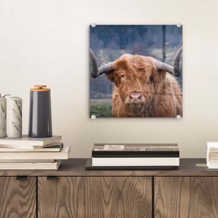 Schotse Hooglander - Koeienkop - Landschap - Natuur - Koe plexiglas 5mm klein -sfeer1