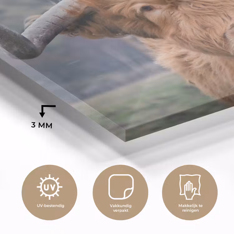 Schotse Hooglander - Koeienkop - Landschap - Natuur - Koe plexiglas 5mm klein -sfeer2