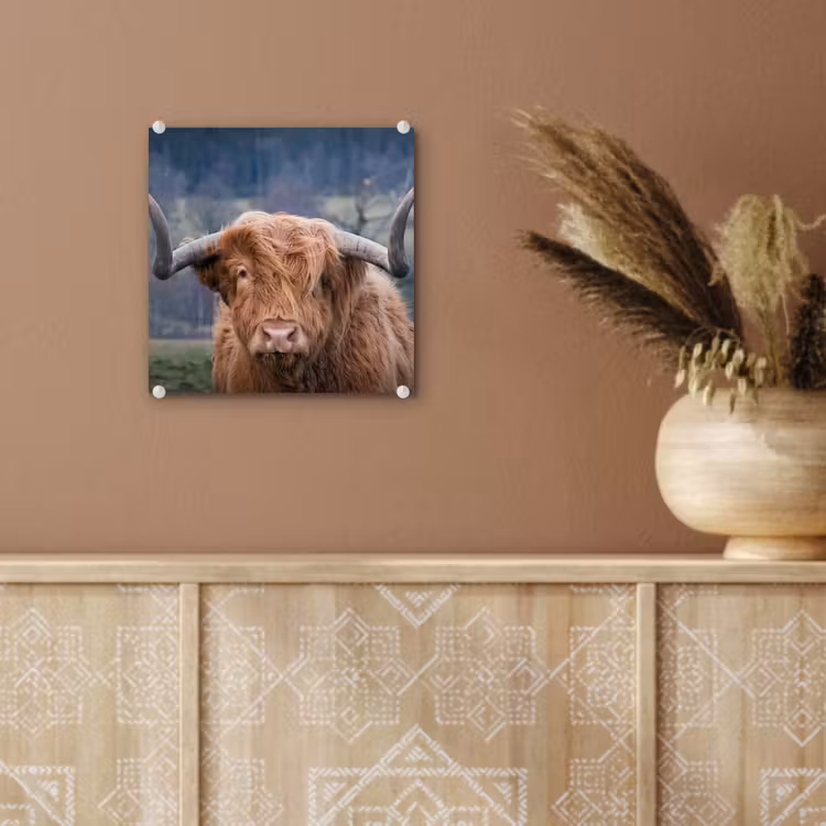 Schotse Hooglander - Koeienkop - Landschap - Natuur - Koe plexiglas 5mm klein -sfeer5