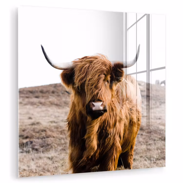 Schotse hooglander - Landschap - Koe - Bruin - Dieren - Natuur plexiglas 5mm klein -zzzproduct_nieuw