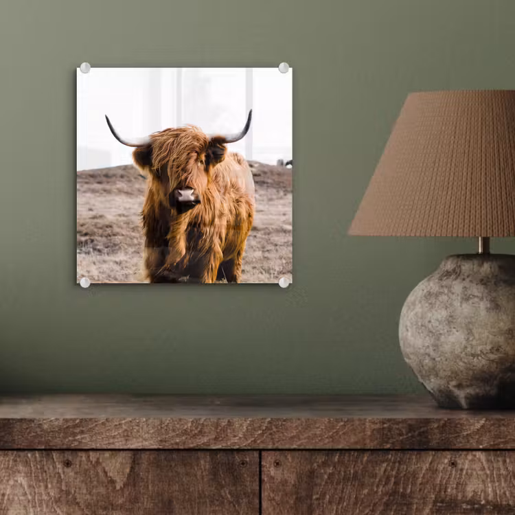 Schotse hooglander - Landschap - Koe - Bruin - Dieren - Natuur plexiglas 5mm klein -sfeer3