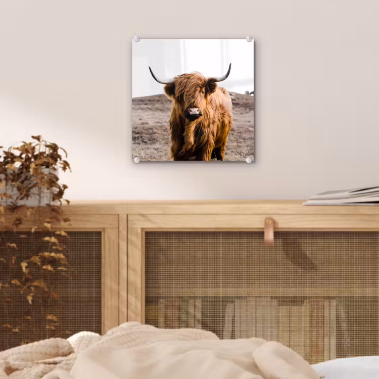 Schotse hooglander - Landschap - Koe - Bruin - Dieren - Natuur plexiglas 5mm klein -sfeer4