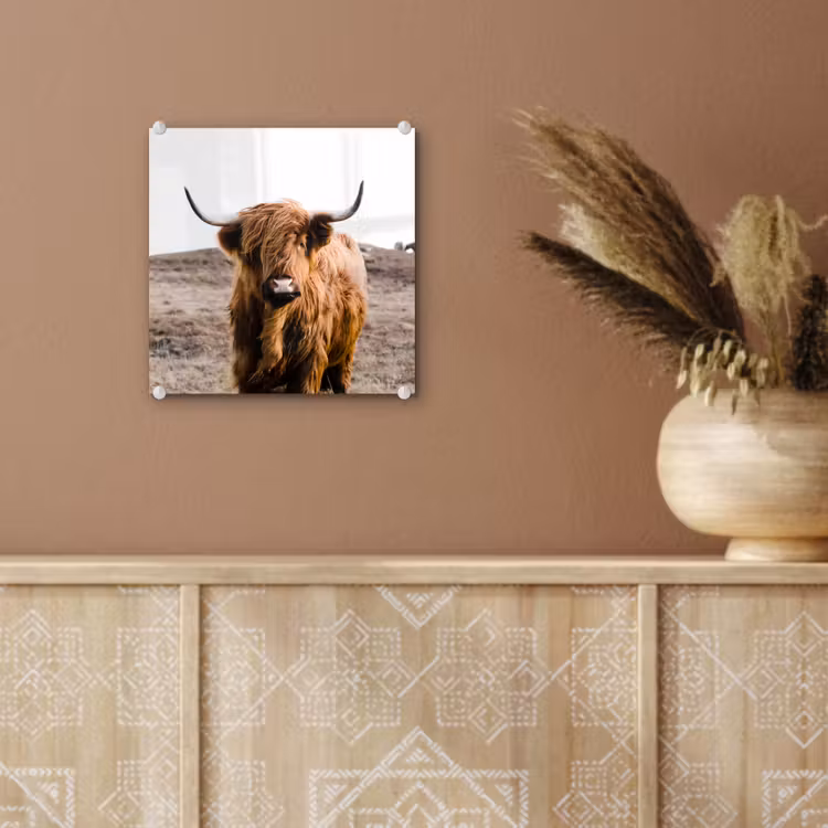Schotse hooglander - Landschap - Koe - Bruin - Dieren - Natuur plexiglas 5mm klein -sfeer5