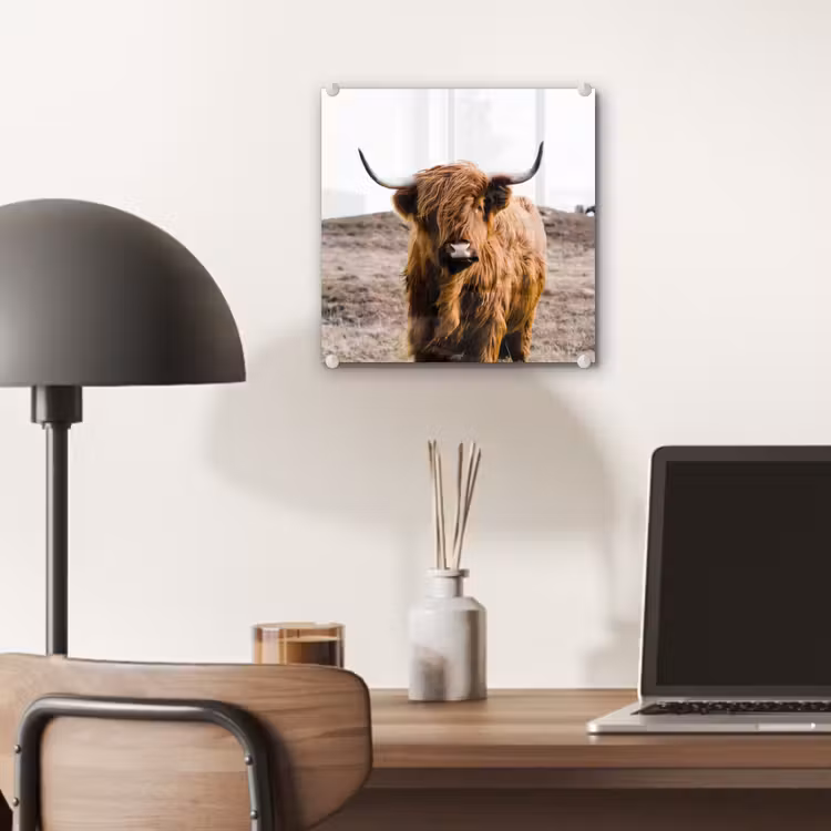 Schotse hooglander - Landschap - Koe - Bruin - Dieren - Natuur plexiglas 5mm klein -sfeer6