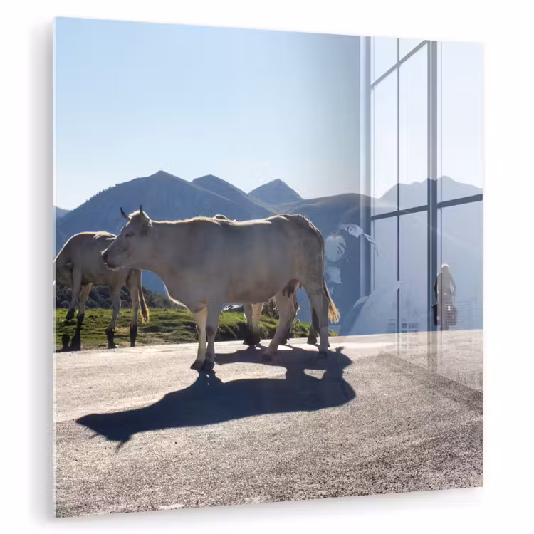 Schotse hooglander - Licht - Berg - Natuur plexiglas 5mm klein -zzzproduct_nieuw