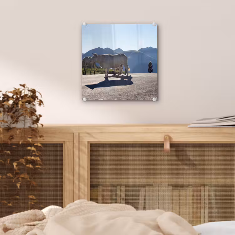 Schotse hooglander - Licht - Berg - Natuur plexiglas 5mm klein -sfeer4
