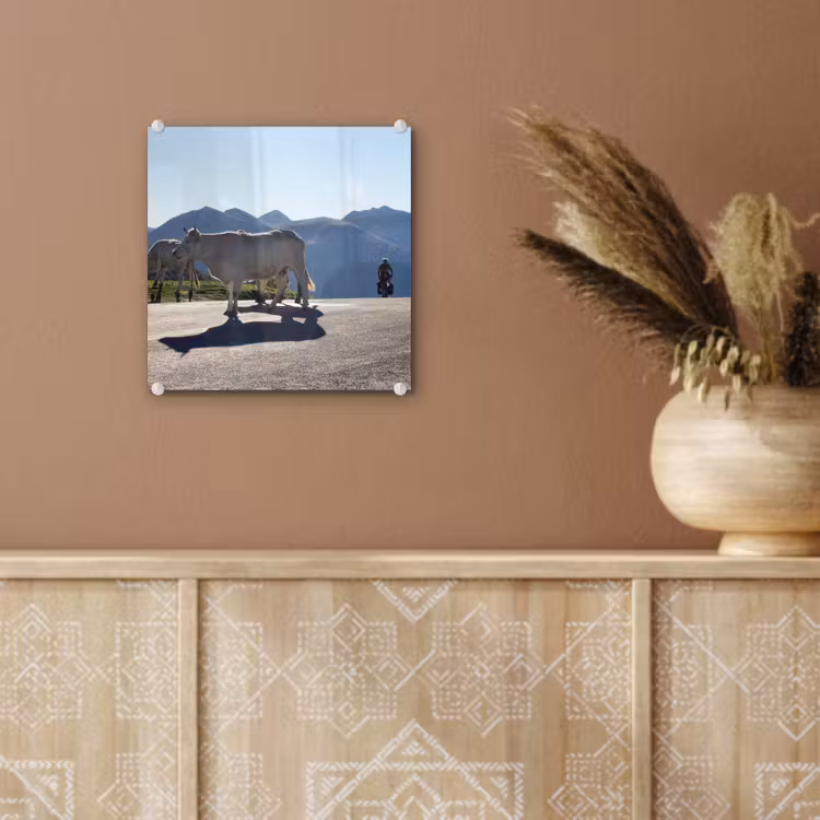 Schotse hooglander - Licht - Berg - Natuur plexiglas 5mm klein -sfeer5