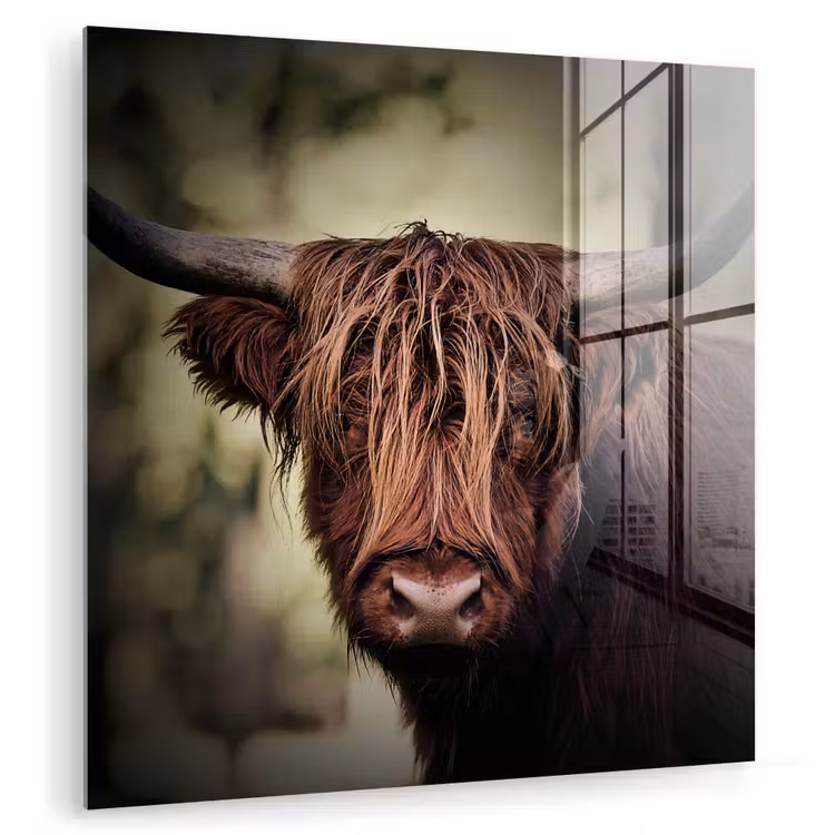 Schotse hooglander - Licht - Portret - Natuur plexiglas 5mm klein -zzzproduct_nieuw