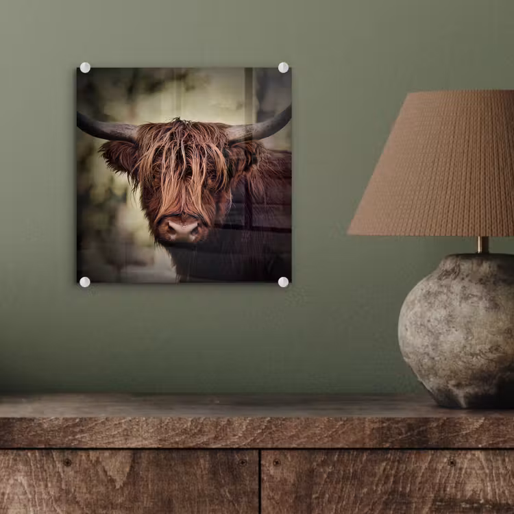 Schotse hooglander - Licht - Portret - Natuur plexiglas 5mm klein -sfeer3