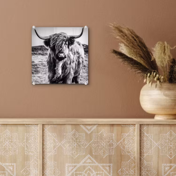 Schotse hooglander - Natuur - Koe - Zwart - Wit plexiglas 5mm klein -sfeer5