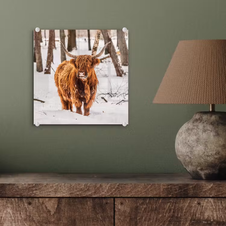 Schotse Hooglander - Sneeuw - Winter - Natuur - Dieren plexiglas 5mm klein -sfeer3