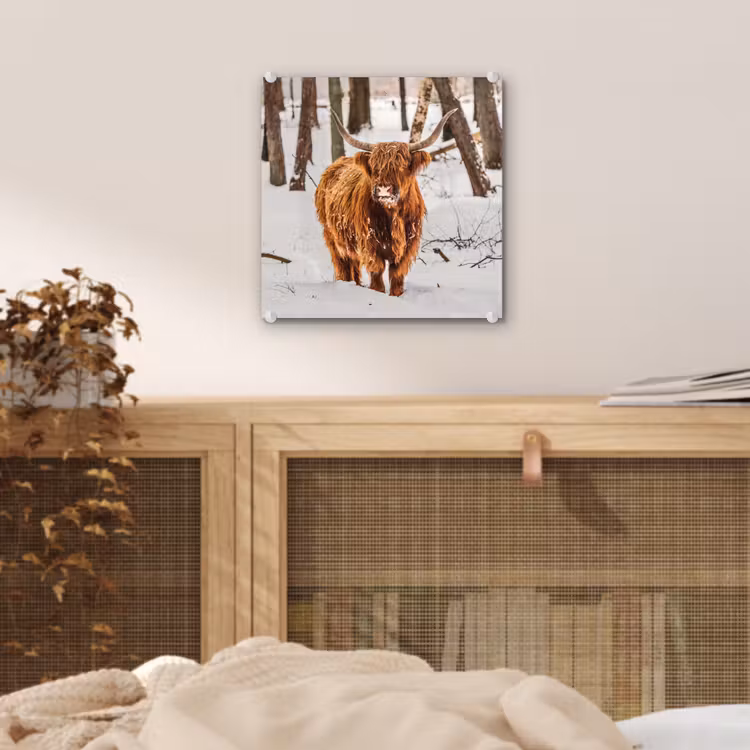 Schotse Hooglander - Sneeuw - Winter - Natuur - Dieren plexiglas 5mm klein -sfeer4