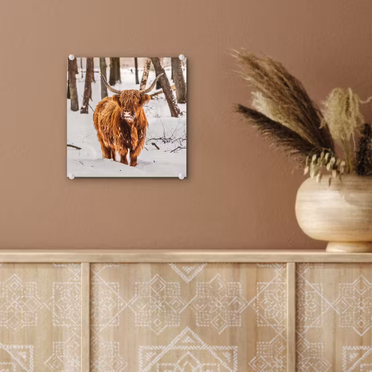 Schotse Hooglander - Sneeuw - Winter - Natuur - Dieren plexiglas 5mm klein -sfeer5