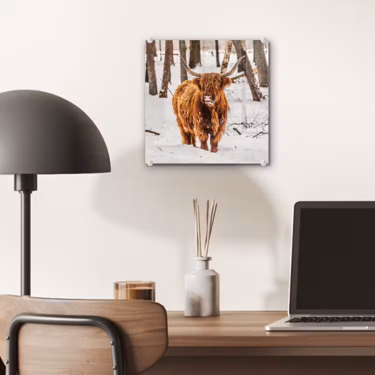 Schotse Hooglander - Sneeuw - Winter - Natuur - Dieren plexiglas 5mm klein -sfeer6