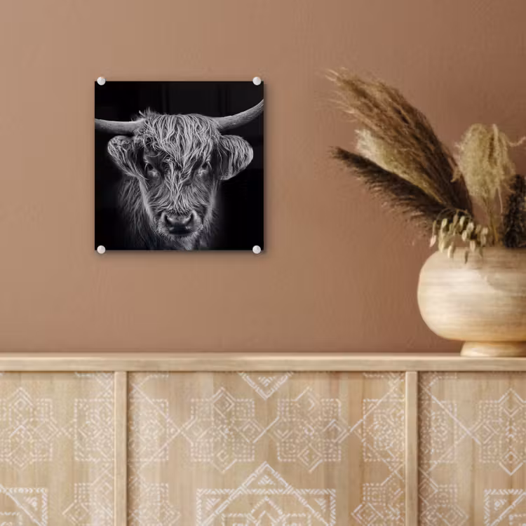 Schotse hooglander - Zwart - Koe - Dieren plexiglas 5mm klein -sfeer5