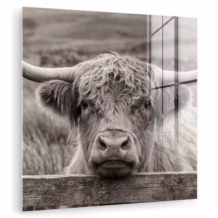 Schotse hooglander - Zwart - Wit - Hout plexiglas 5mm klein -zzzproduct_nieuw