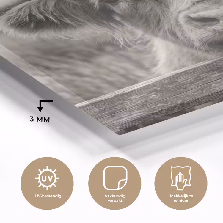 Schotse hooglander - Zwart - Wit - Hout plexiglas 5mm klein -sfeer2