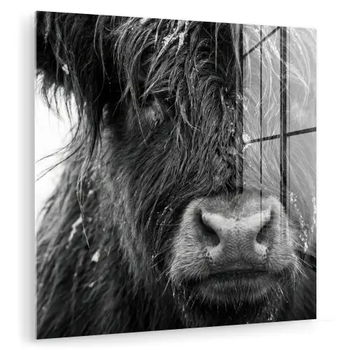 Schotse hooglander - Zwart - Wit - Sneeuwvlokken plexiglas 5mm klein -zzzproduct_nieuw
