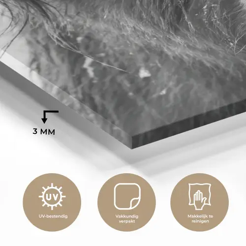 Schotse hooglander - Zwart - Wit - Sneeuwvlokken plexiglas 5mm klein -sfeer2
