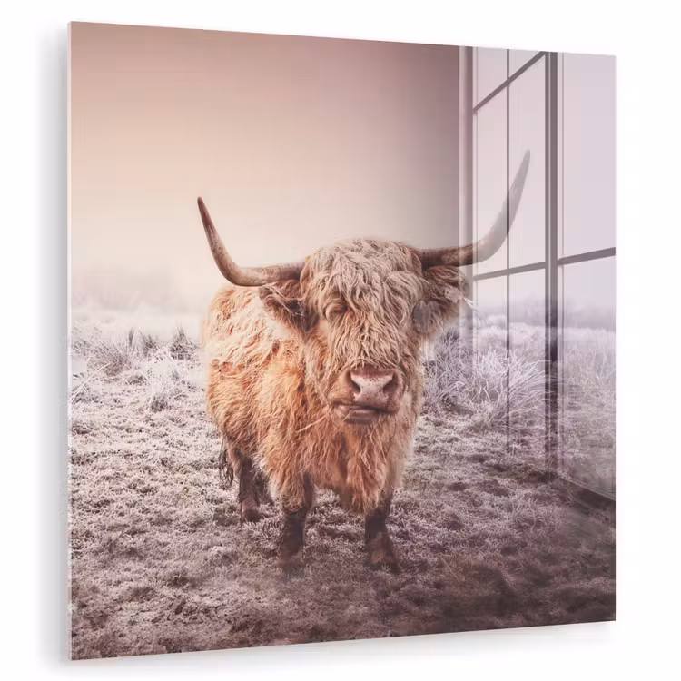Schotse hooglanders - Licht - Lucht - Natuur plexiglas 5mm klein -zzzproduct_nieuw