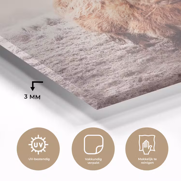 Schotse hooglanders - Licht - Lucht - Natuur plexiglas 5mm klein -sfeer2