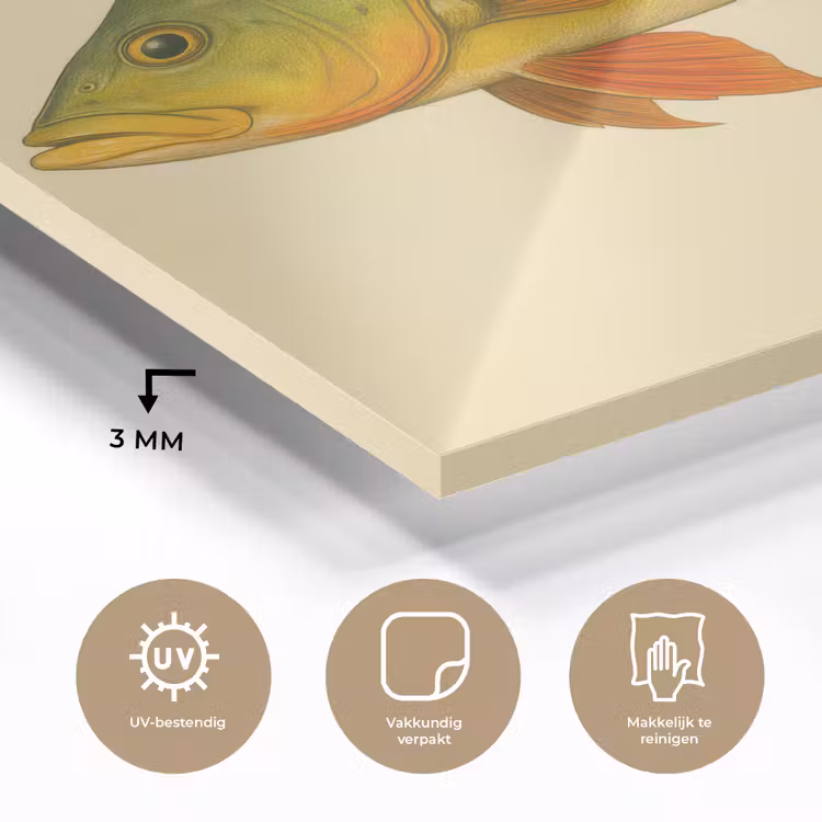 Schubben - Vis - Groen - Illustratie plexiglas 5mm klein -sfeer2