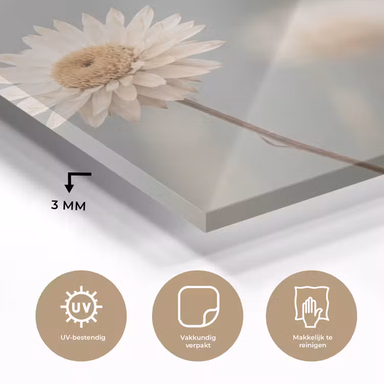 Strobloemen - Wit - Daglicht plexiglas 5mm klein -sfeer2
