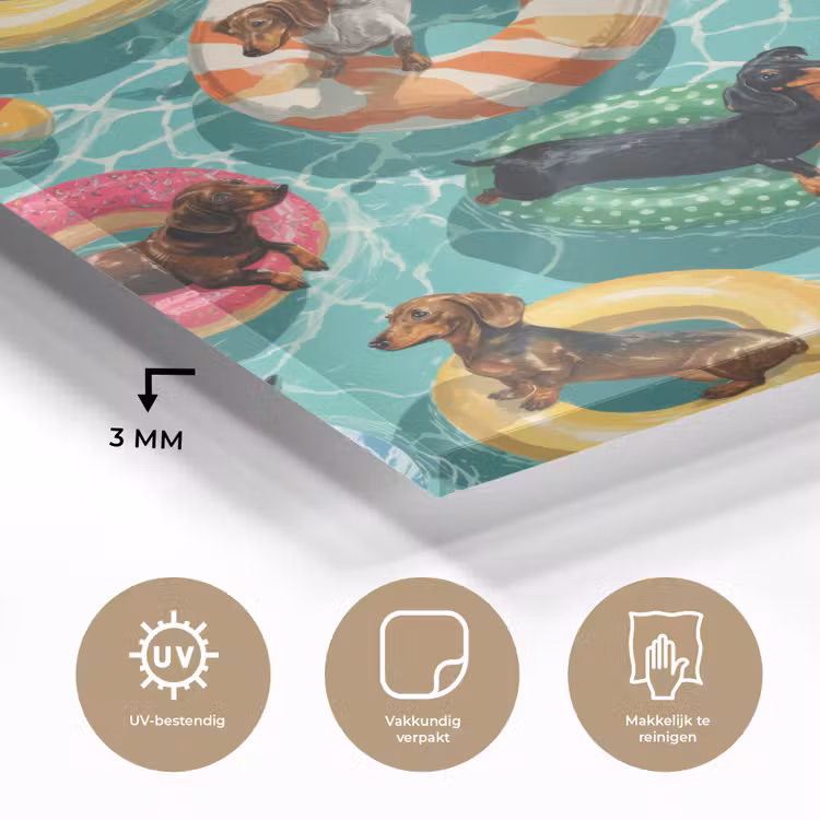 Teckels - Zwembad - Kleurrijk plexiglas 5mm klein 11 -sfeer2
