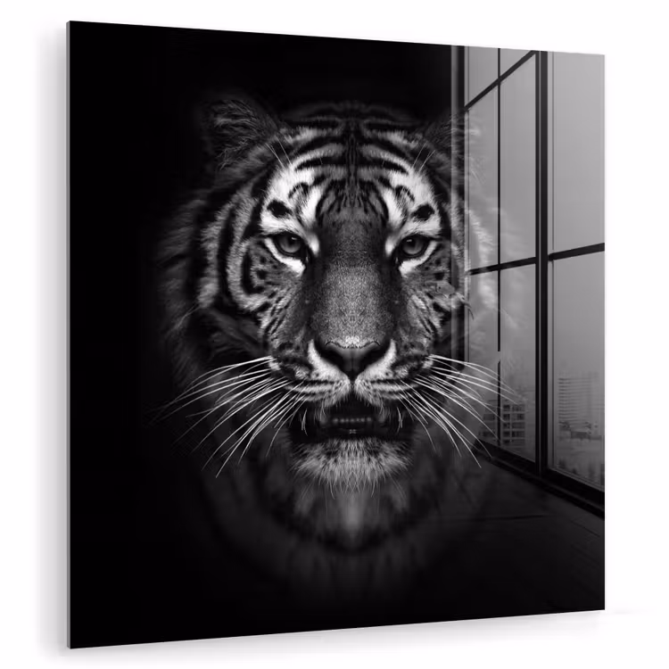 Tijger - Dieren - Zwart - Wit - Portret - Wild plexiglas 5mm klein -zzzproduct_nieuw