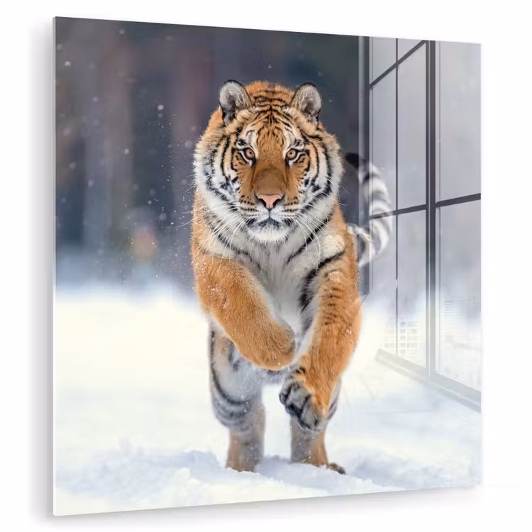 Tijger - Landschap - Sneeuw - Winter - Dieren plexiglas 5mm klein -zzzproduct_nieuw