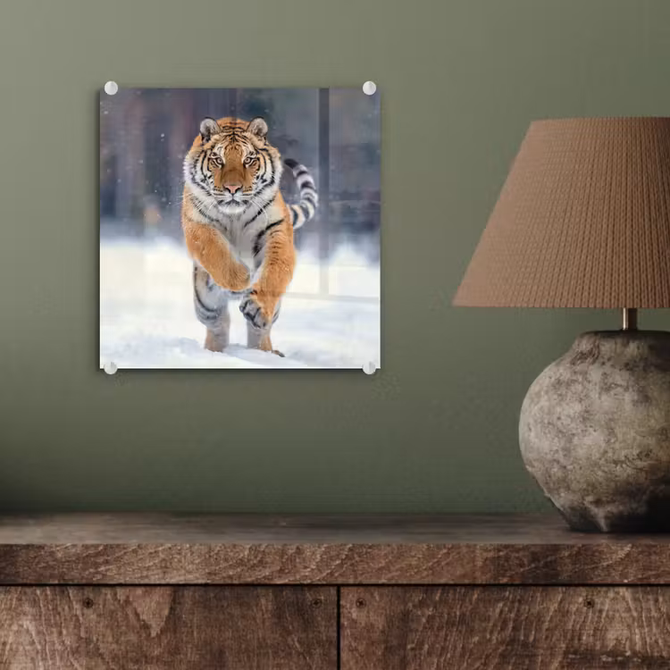 Tijger - Landschap - Sneeuw - Winter - Dieren plexiglas 5mm klein -sfeer3