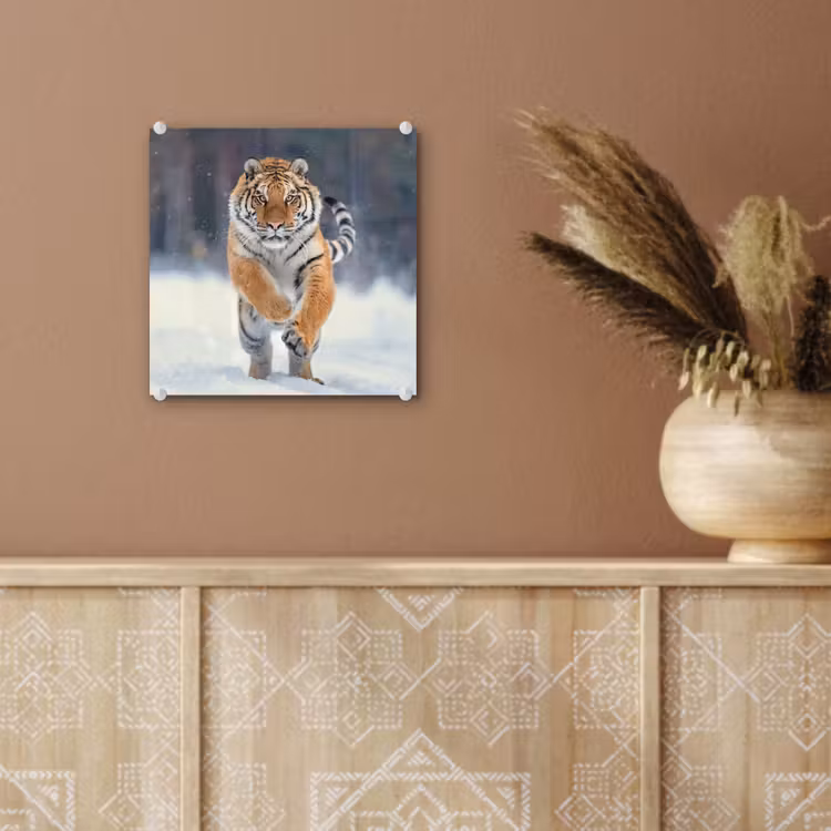 Tijger - Landschap - Sneeuw - Winter - Dieren plexiglas 5mm klein -sfeer5