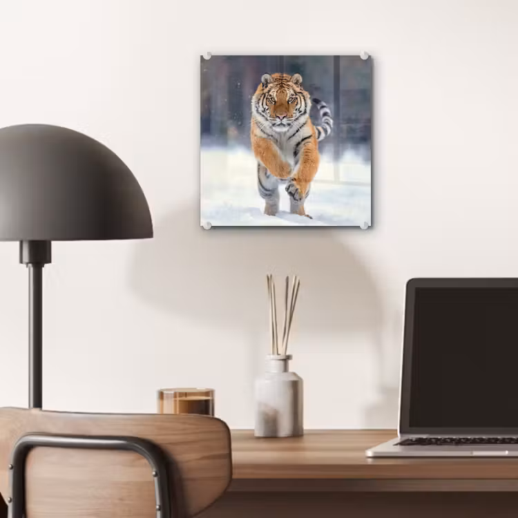 Tijger - Landschap - Sneeuw - Winter - Dieren plexiglas 5mm klein -sfeer6
