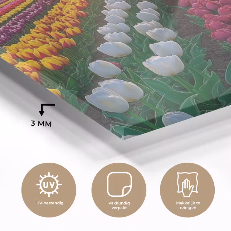 Tulpenveld - Zonsondergang - Kleurrijk plexiglas 5mm klein -sfeer2