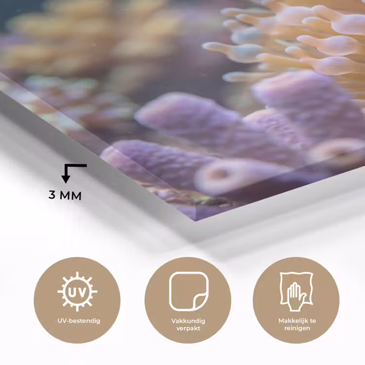Vis - Koraal - Onderwater - Oranje - Dieren plexiglas 5mm klein -sfeer2