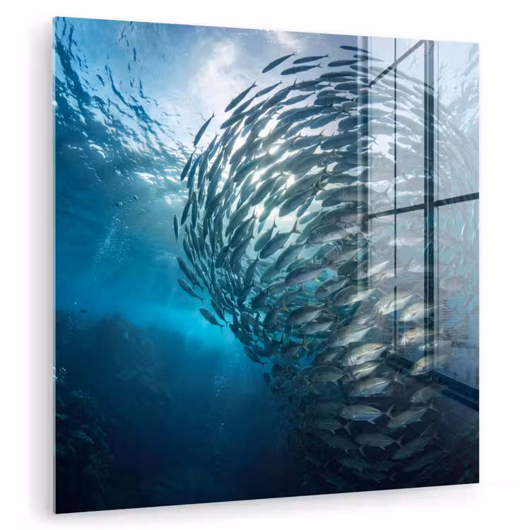 Vis - School - Oceaan - Natuur - Blauw plexiglas 5mm klein -zzzproduct_nieuw