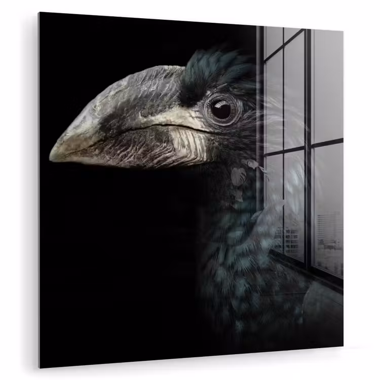 Vogel - Portret - Neushoornvogel - Zwart - Dieren plexiglas 5mm klein -zzzproduct_nieuw