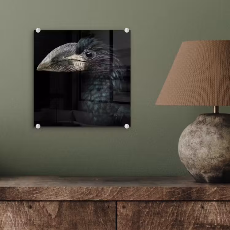 Vogel - Portret - Neushoornvogel - Zwart - Dieren plexiglas 5mm klein -sfeer3