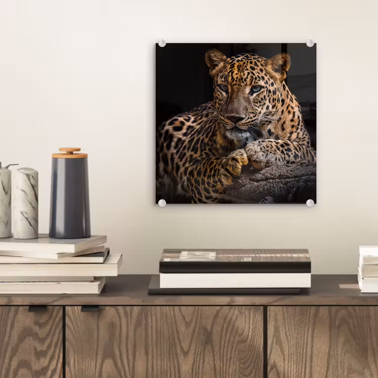 Wilde dieren - Panter - Portret - Zwart - Dieren plexiglas 5mm klein -sfeer1