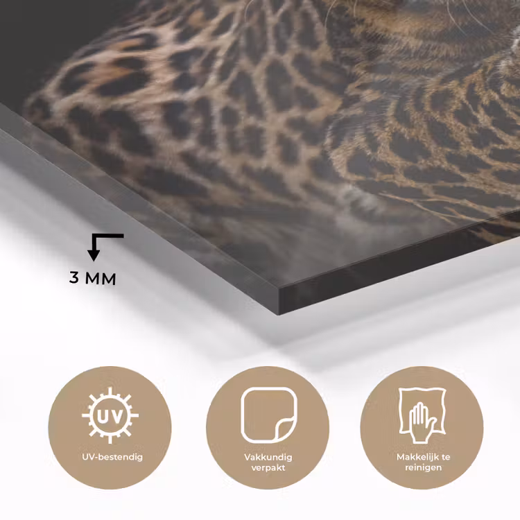 Wilde dieren - Panter - Portret - Zwart - Dieren plexiglas 5mm klein -sfeer2