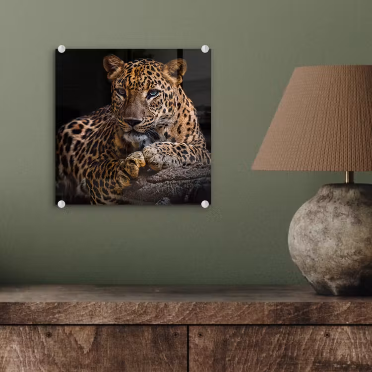 Wilde dieren - Panter - Portret - Zwart - Dieren plexiglas 5mm klein -sfeer3