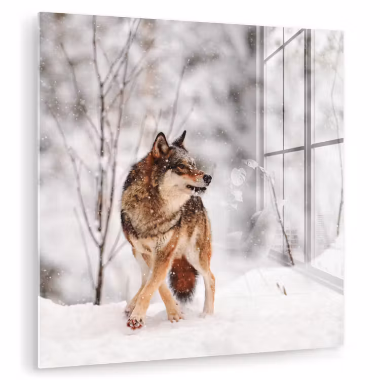 Wolf - Winter - Sneeuw - Natuur - Dieren plexiglas 5mm klein -zzzproduct_nieuw